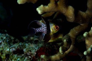 Palau hava tahmini