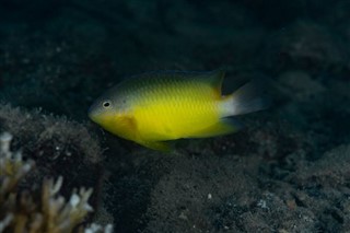 Palau hava tahmini