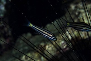 Palau hava tahmini