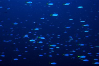 Palau hava tahmini