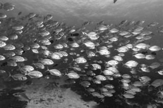 Palau hava tahmini