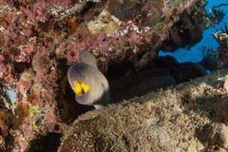 Palau Hava tahmini