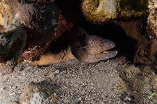 Palau hava tahmini