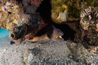 Palau hava tahmini