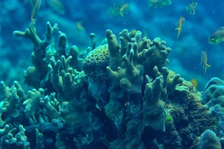 Palau hava tahmini