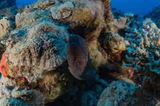 Palau hava tahmini