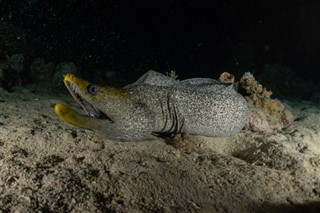 Palau hava tahmini