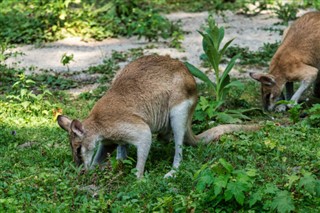 Papua Yeni Gine hava tahmini