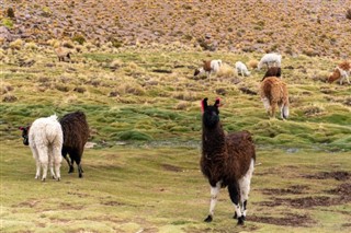 Peru hava tahmini