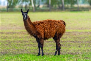 Peru vejrudsigt