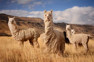 Peru hava tahmini