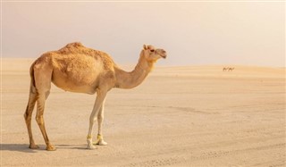 Qatar vejrudsigt