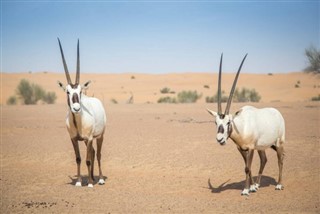 Qatar vejrudsigt