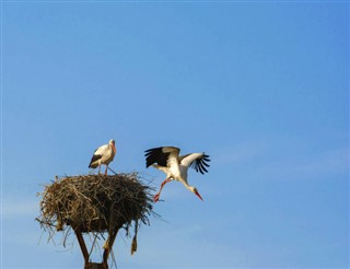Romanya hava tahmini