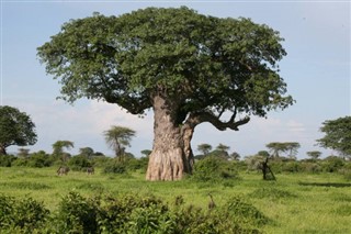 Ruanda Hava tahmini