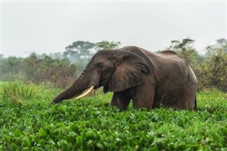 Rwanda vejrudsigt