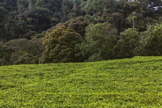 Ruanda hava tahmini