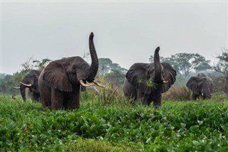 Ruanda Hava tahmini
