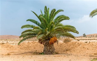 Suudi Arabistan hava tahmini