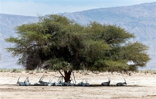 Suudi Arabistan hava tahmini