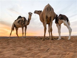Saudi Arabien vejrudsigt