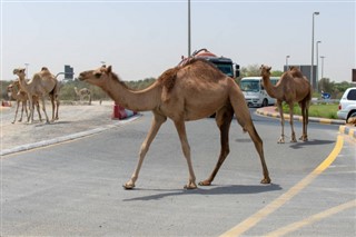 Arabie Saoudite prévisions météorologiques