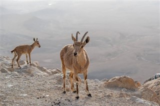 Arabie Saoudite prévisions météorologiques