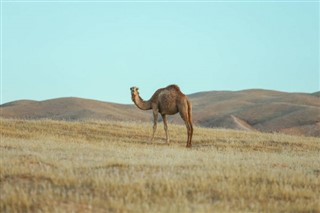 Saudi Arabien vejrudsigt