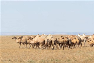 Suudi Arabistan hava tahmini