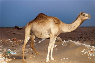 Arabie Saoudite prévisions météorologiques