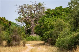Senegal hava tahmini