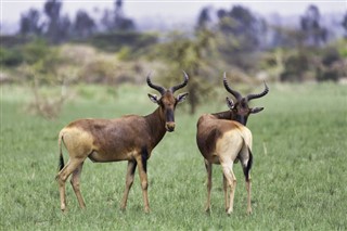 Senegal Hava tahmini
