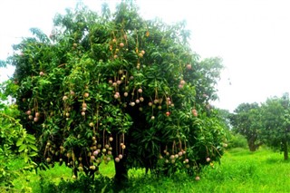 Senegal Hava tahmini