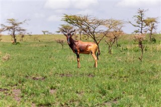 Senegal hava tahmini