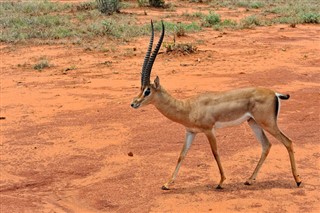 Senegal vejrudsigt
