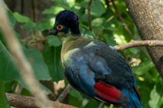 Sierra Leone vejrudsigt