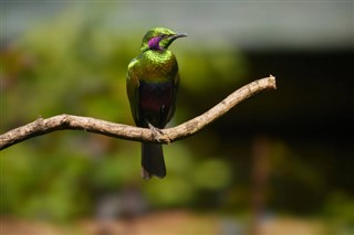 Sierra Leone hava tahmini