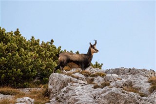 Slovenya hava tahmini