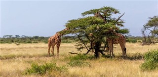 Somali Hava tahmini