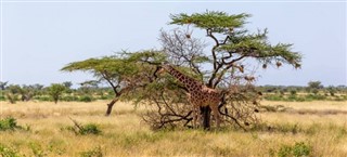 Somalia vejrudsigt