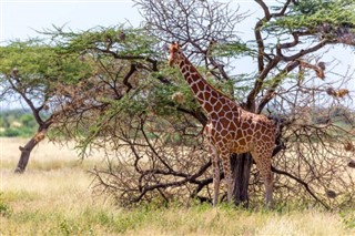 Somalia vejrudsigt