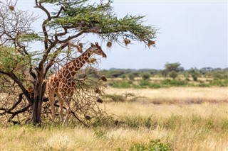 Somalia vejrudsigt