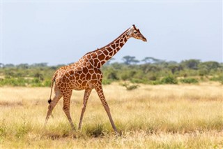 Somali hava tahmini