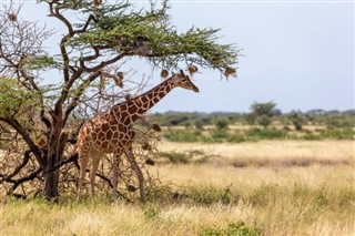 Somali hava tahmini