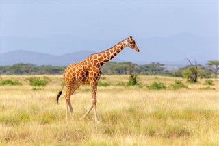 Somalia vejrudsigt