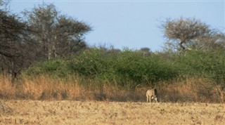 Somali hava tahmini