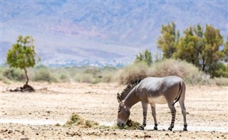 Somali hava tahmini