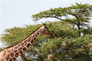 Somalia vejrudsigt