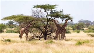 Somalie prévisions météorologiques