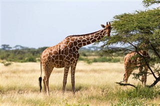 Somalia vejrudsigt